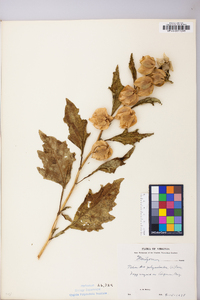 Nicandra physaloides image