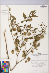 Physalis longifolia image