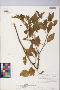 Physalis longifolia image