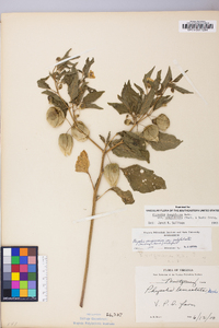 Physalis longifolia image