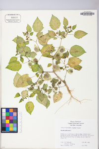 Physalis pubescens image