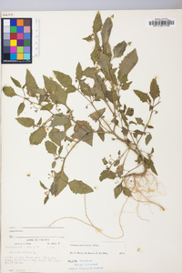 Solanum americanum image