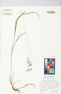 Bromus kalmii image