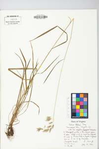 Bromus kalmii image