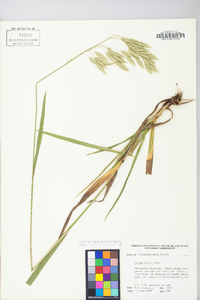 Bromus kalmii image