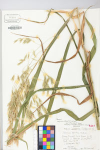 Bromus latiglumis image