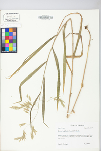 Bromus latiglumis image