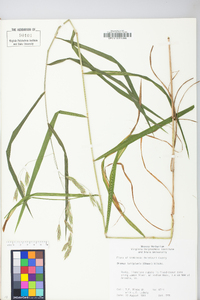 Bromus latiglumis image