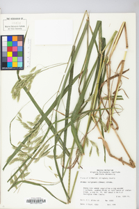 Bromus latiglumis image