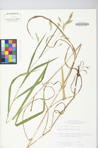 Bromus latiglumis image