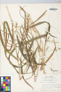 Bromus latiglumis image