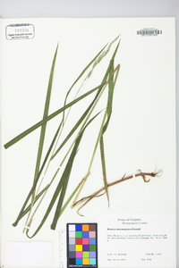 Bromus nottowayanus image