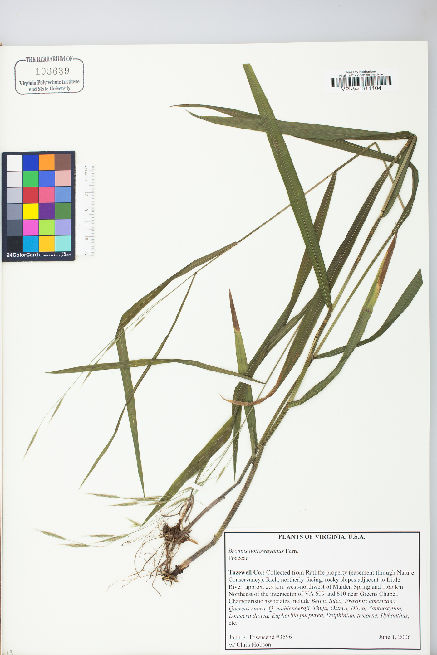 Bromus nottowayanus image