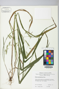 Bromus nottowayanus image