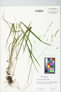 Bromus pubescens image