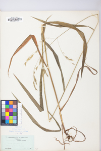 Bromus pubescens image