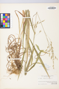 Bromus pubescens image