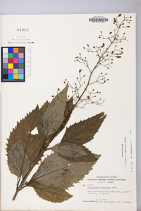 Scrophularia lanceolata image