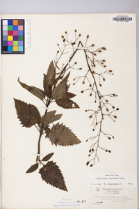 Scrophularia lanceolata image