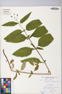 Scrophularia lanceolata image