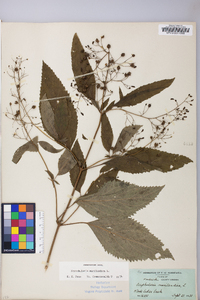 Scrophularia marilandica image