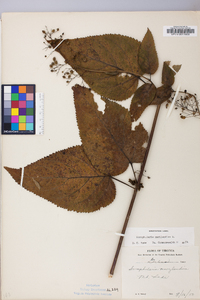 Scrophularia marilandica image