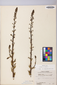 Verbascum blattaria image