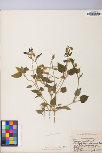 Torenia asiatica image