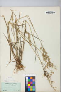 Bromus secalinus image