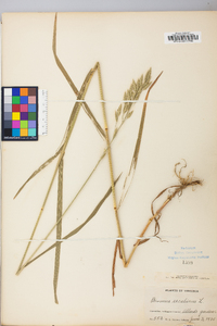 Bromus secalinus image