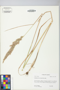 Calamagrostis cinnoides image