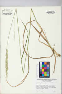 Calamagrostis cinnoides image