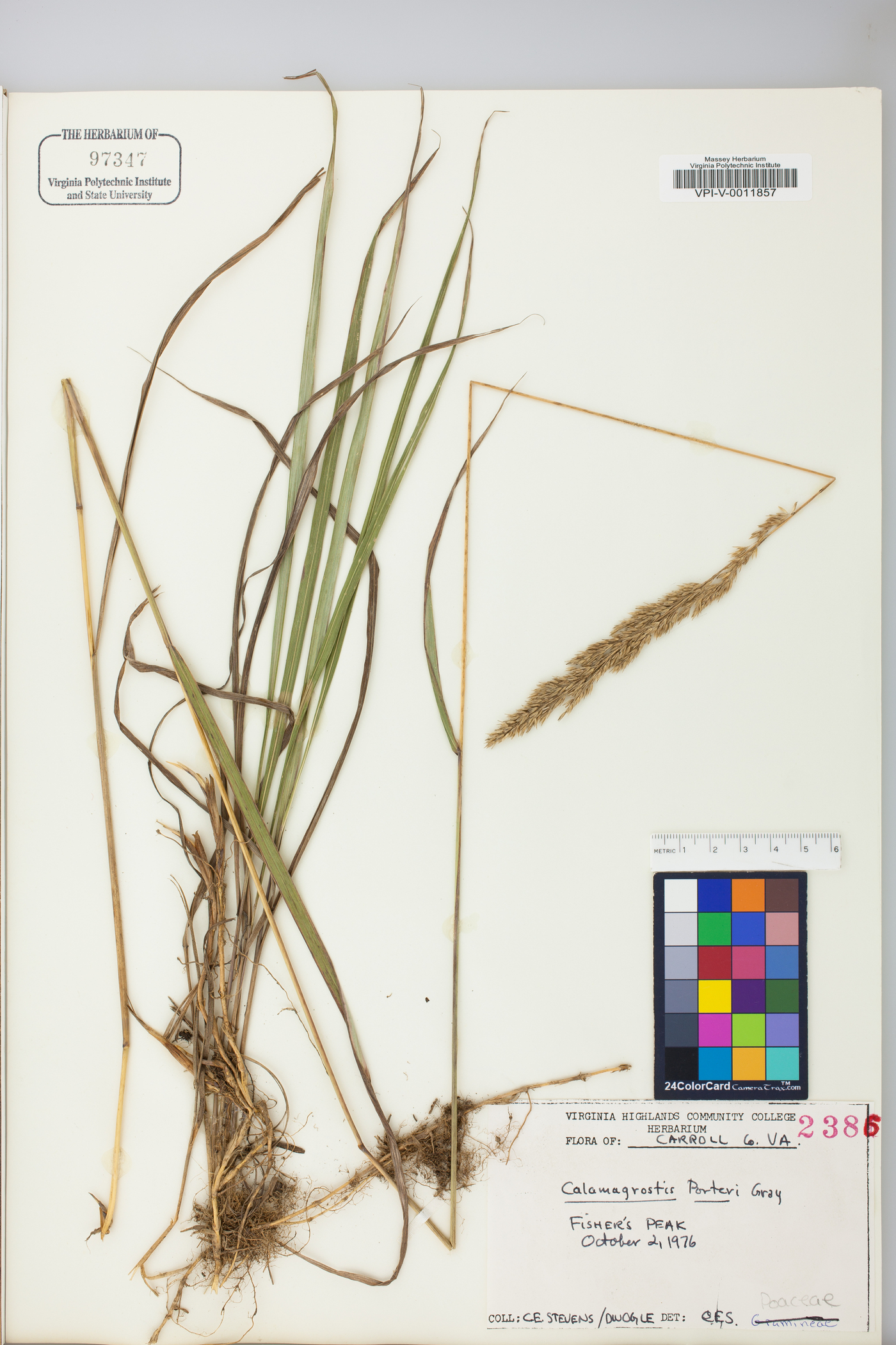 Calamagrostis porteri image