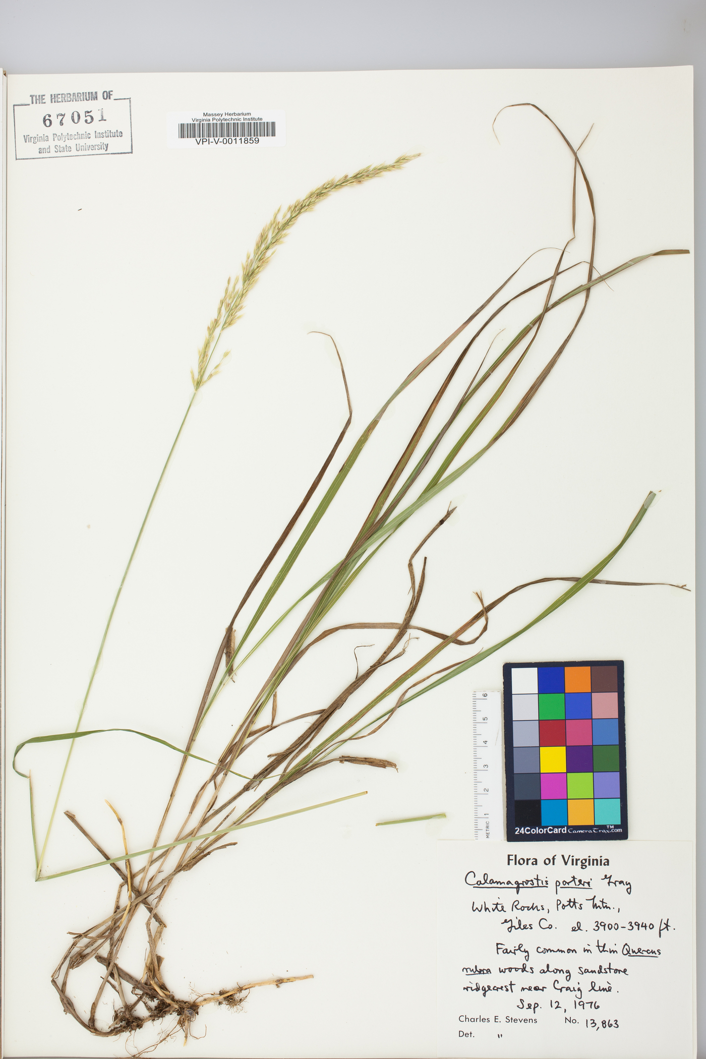 Calamagrostis porteri image