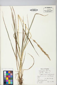 Calamagrostis porteri image