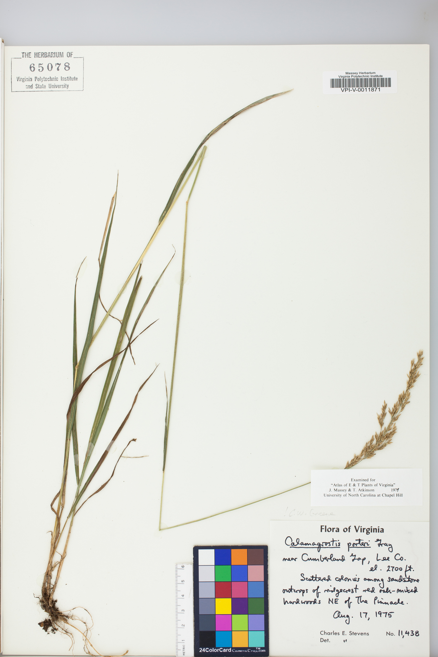 Calamagrostis porteri image