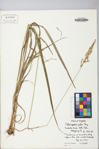 Calamagrostis porteri image