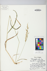 Calamagrostis porteri image