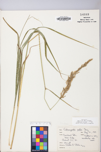 Calamagrostis porteri image