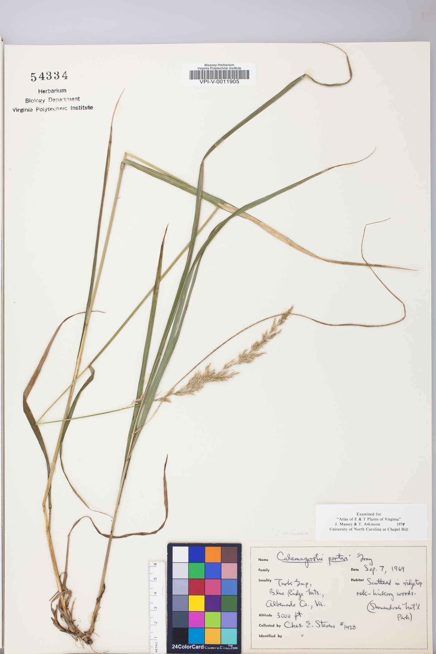 Calamagrostis porteri image