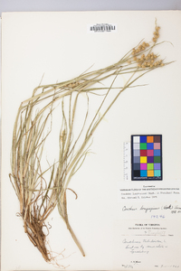 Cenchrus spinifex image