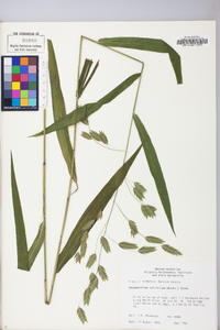 Chasmanthium latifolium image