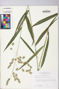 Chasmanthium latifolium image