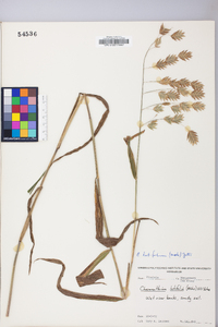 Chasmanthium latifolium image