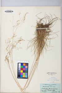 Deschampsia flexuosa image