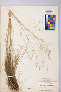 Deschampsia flexuosa image