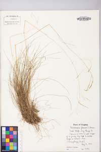 Deschampsia flexuosa image