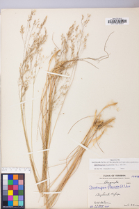 Deschampsia flexuosa image