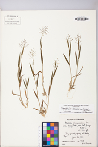 Dichanthelium acuminatum subsp. columbianum image