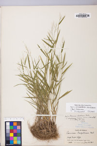 Dichanthelium acuminatum subsp. columbianum image